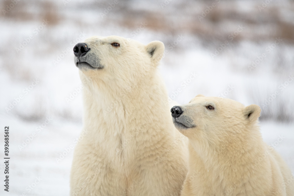 Two Canadian Polar Bears staring in to the distance, facing the same direction in Manitoba, northern Canada with snow landscape background. Two Canadian Polar Bears staring in to the distance, facing the same direction in Manitoba, northern Canada with snow landscape background.