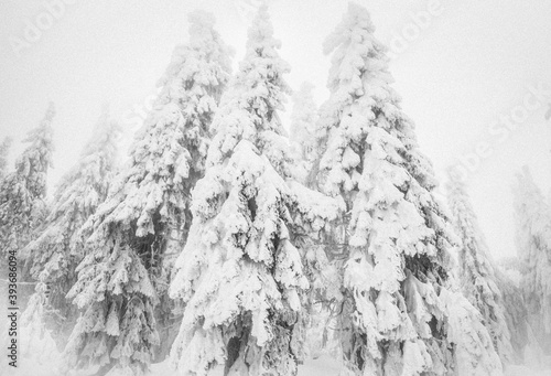 Winter wonderland snow on fir tree forest