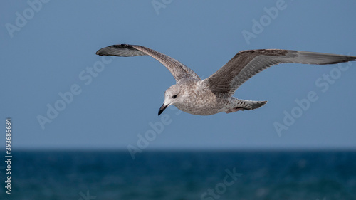 european herring gull - fledgling in flight