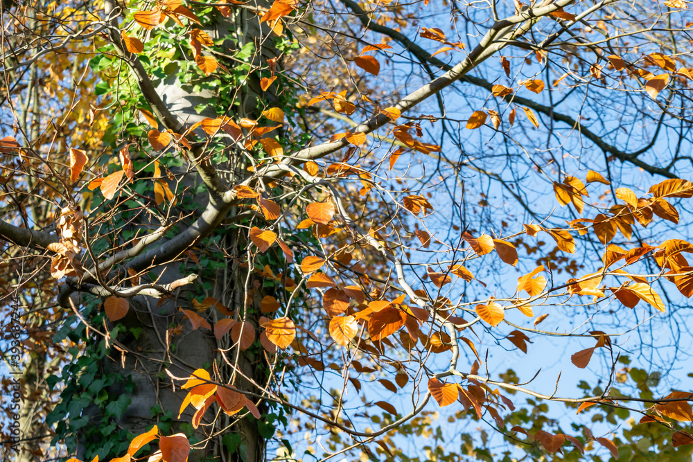 Autumn sunny landscape with tree branches and bright yellow leaves against a blue sky background, selective focus. Autumn sunny landscape with tree branches and bright yellow leaves against a blue sky background, selective focus.