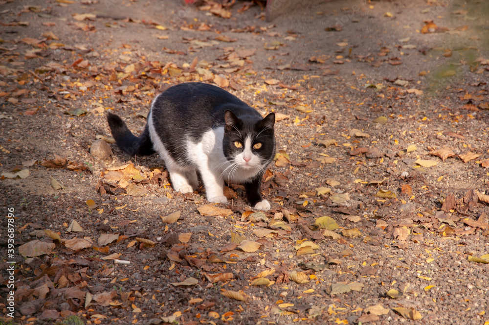 Black and white cat sitting on a gravel. Domestic Cat Standing on the Gravel Road.