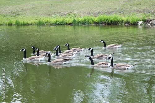 geese swimming