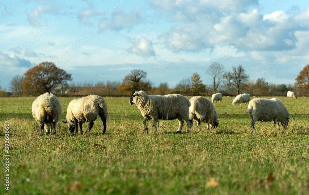 Line of sheep grazing in a field Line of sheep grazing in a field