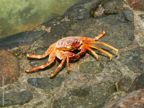 An orange crab basking on a rock