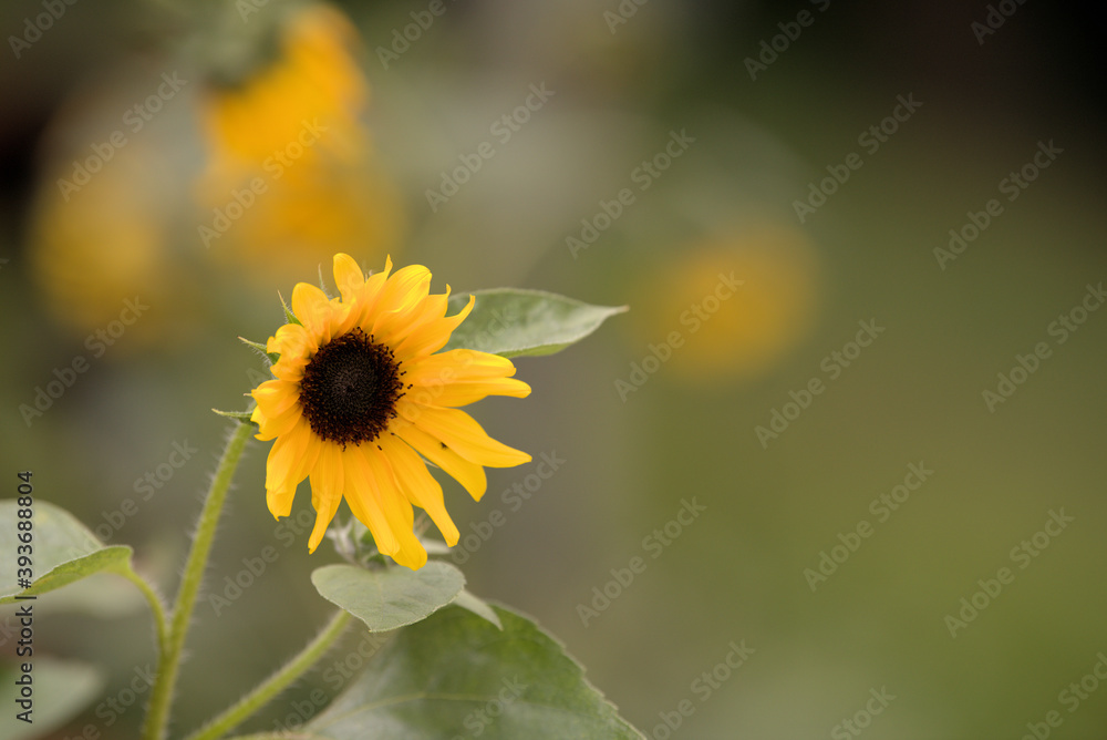 Prairie, yellow sunflower Prairie, yellow sunflower