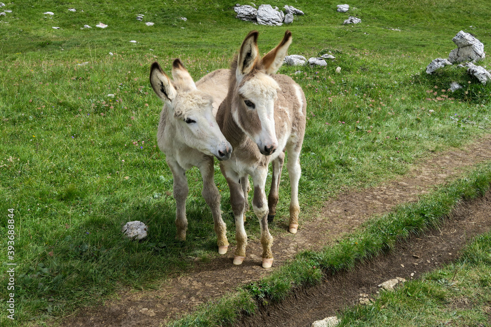 Wild donkeys in the meadow in the mountains Wild donkeys in the meadow in the mountains