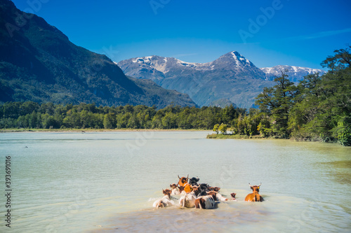 Flock of cows crossing the Baker river. Carretera Austral, Patagonia - Chile.