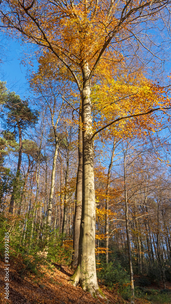 Fototapeta premium Herbstwald