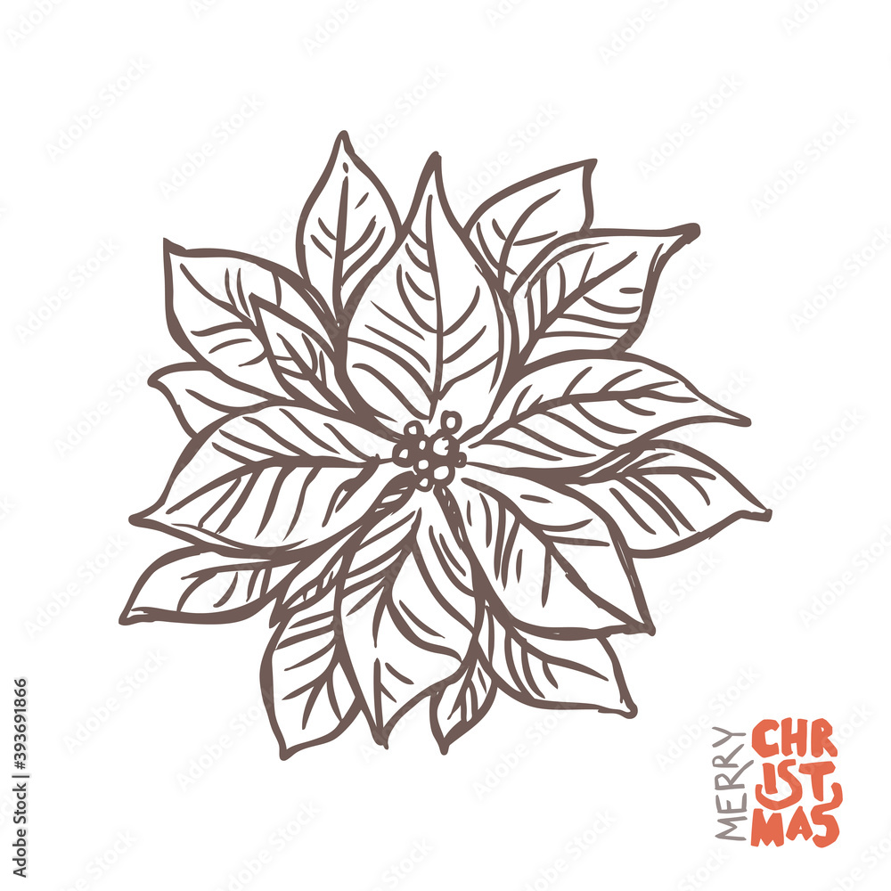 Christmas star plant illustration with poinsettia. Botanical and flower doodle illustration in sketch hand drawn style. Vector flower