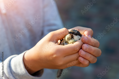 Close up view of little child girl hands holding small yellow scared injured tit bird. Kid taking care and protect wild animal. Environmental protection concept