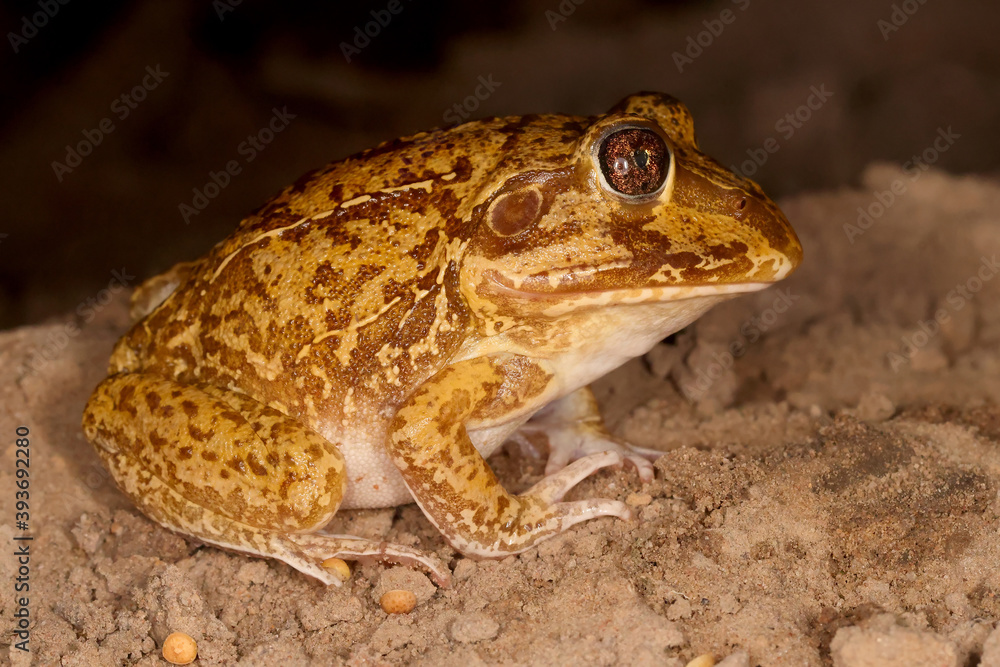 Close up of Australian New Holland Frog Close up of Australian New Holland Frog