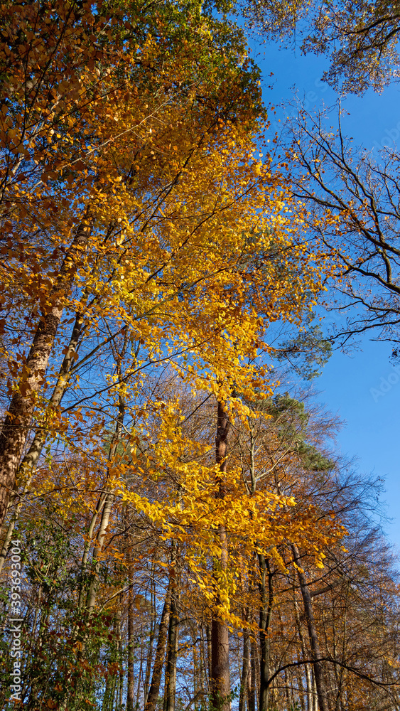 Herbstwald