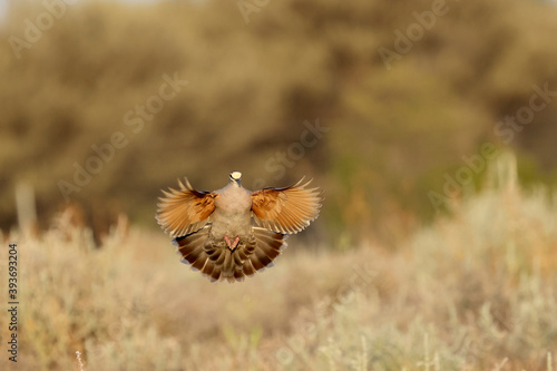 Commmon Bronzewing Pigeon in flight