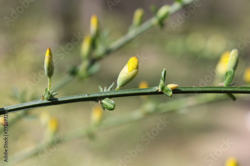 Close-up of growing buds on the branch photo