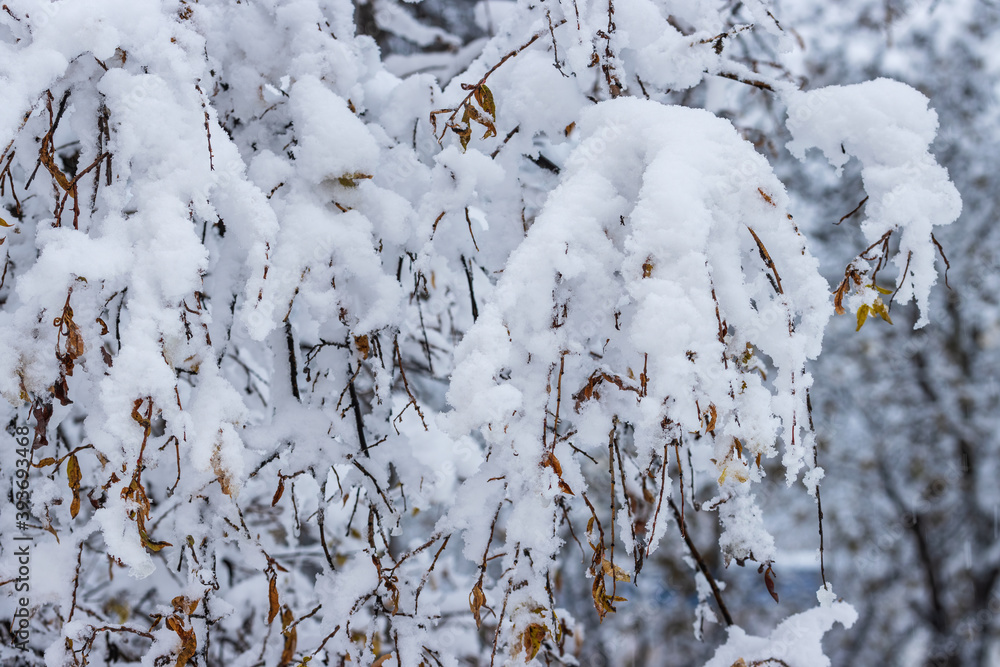 Snow on the branches of trees and bushes after a snowfall. Beautiful winter background with snow-covered trees. Plants in a winter forest park. Cold snowy weather. Cool texture of fresh snow. Closeup. Snow on the branches of trees and bushes after a snowfall. Beautiful winter background with snow-covered trees. Plants in a winter forest park. Cold snowy weather. Cool texture of fresh snow. Closeup.