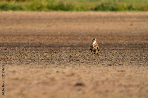 Buzzard bird of prey sits in a pasture in brown sand  buteo buteo  in front view