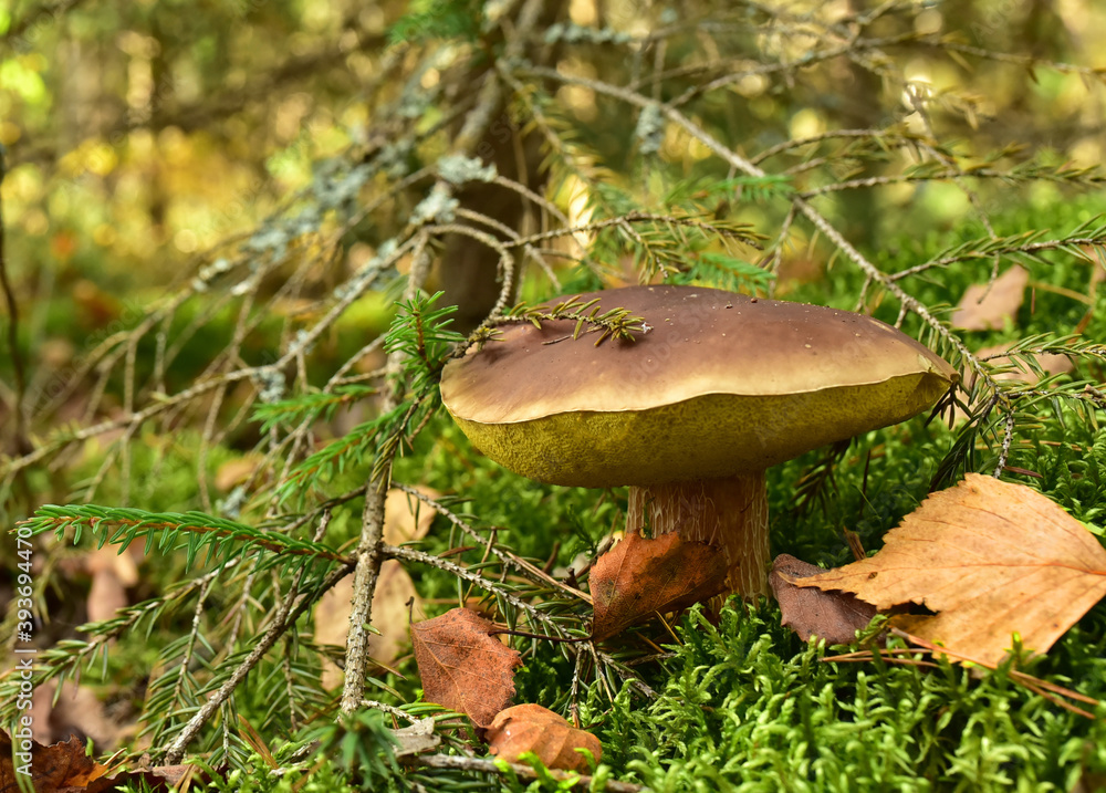 Fototapeta premium White mushroom in forest in autumn. Big boletus grows in the wildlife against the background of green moss. Porcini bolete mushrooms. Season for picked gourmet mushrooming.
