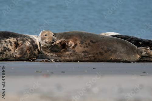 Wild Grey seal colony on the beach at Dune, Germany. Group with various shapes and sizes of gray seal