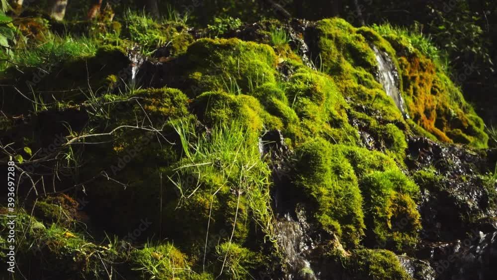 Several small spring streams flow into the Protva River, forming small waterfalls on the slopes. The popular name of this picturesque place is Several small spring streams flow into the Protva River, forming small waterfalls on the slopes. The popular name of this picturesque place is