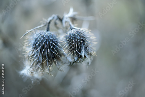 Two dried grey thistle flowers against a blurred background, nature wabi sabi concept, symbol for togetherness, perseverance and transience, copy space