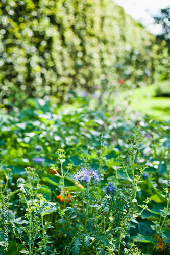 Fototapeta Naklejka Na Ścianę i Meble -  Flower meadow in Vegetable garden with fresh produce and healthy medicinal herbs.