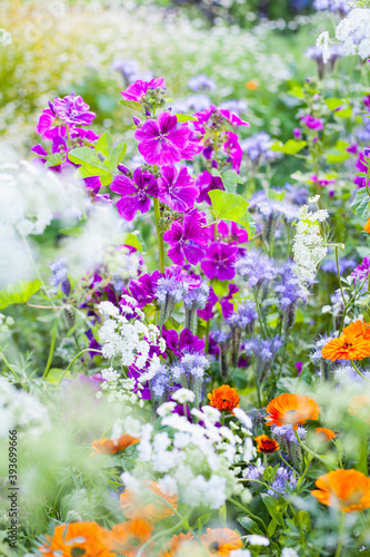 Colorful British countryside garden with sweet cicilt, English marigold, mallow and many other flowers.