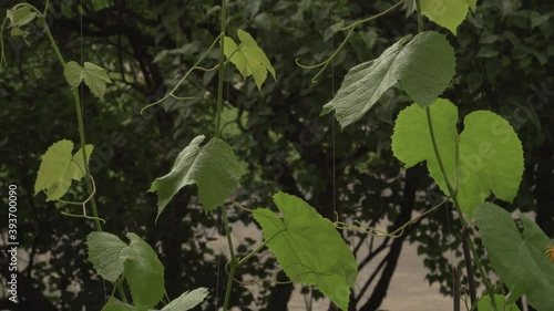 Wallpaper Mural The new shoots of the vine in a close-up view. The climber plants sample that grows at the home facade. The leaves and vine strings decorative view. Balcony gardening scene.  Torontodigital.ca