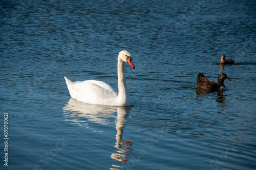 swan and ducks on the water