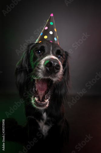 Funny studio portrait of a black dog wearing a birthday or New Year's party hat with colorful polka dots.