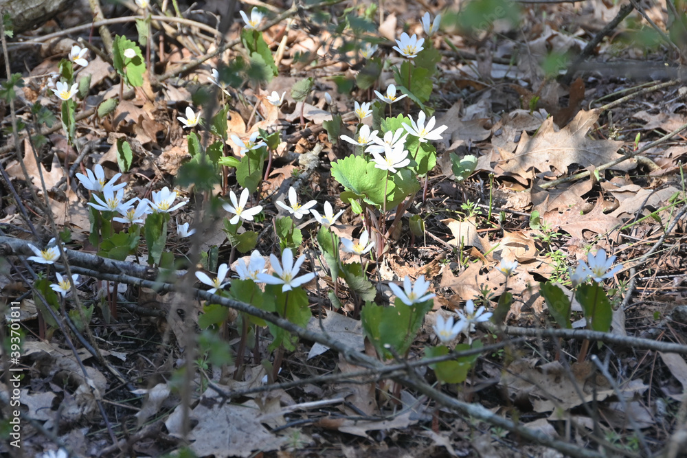 Flowers in the Forest Flowers in the Forest