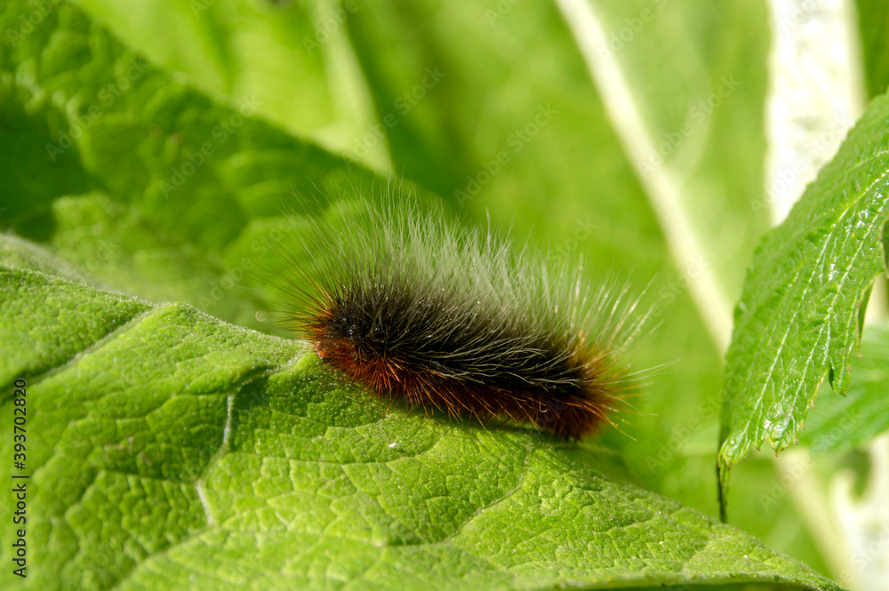Kaya bear caterpillar.