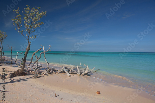 Fototapeta Naklejka Na Ścianę i Meble -  Driftwood and solitude, beautiful Caribbean Cayo Jutías beach, Piñar del Río, Cuba