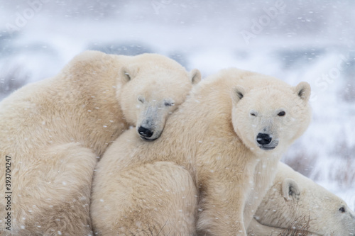 Schilderij op canvas Adorable two polar bears with one resting on the other, napping while heavy, blowing snow falls on the tundra landscape