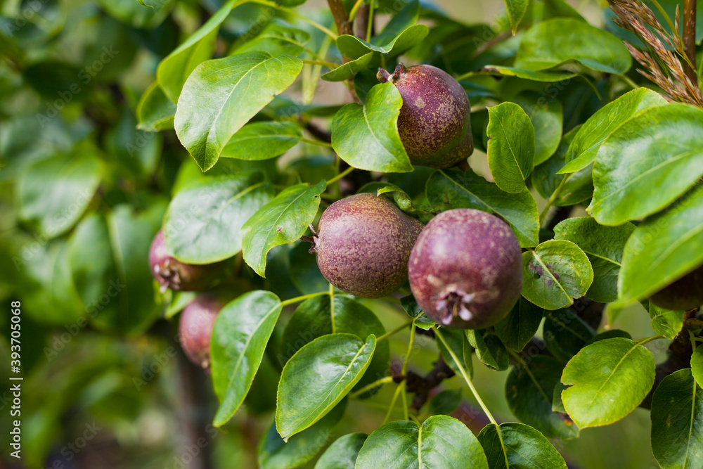 Black Auchan Pear tree with young fruit in the fruit orchard.