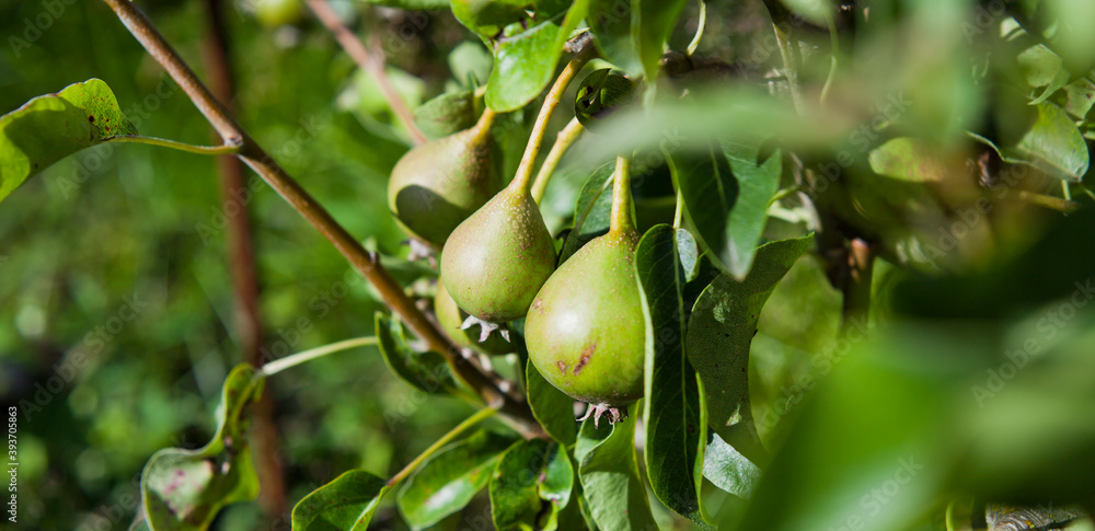Pear tree orchard -  delicious sweet fruit on the farm.