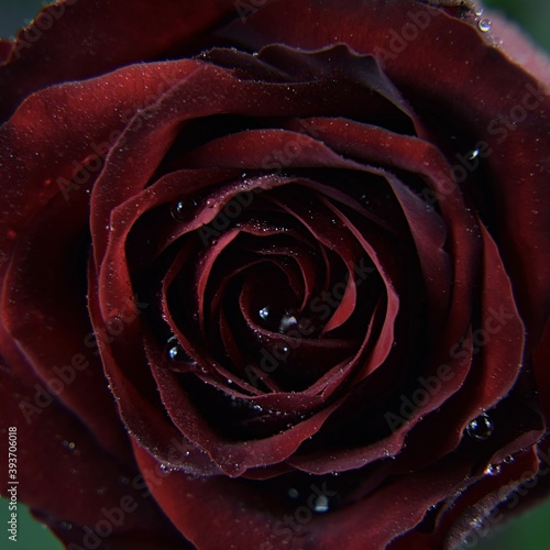 Rose velvety red valentine romantic flower background, aksamitna czerwona róża krople wody