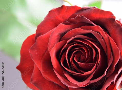 Rose velvety red valentine romantic flower background  aksamitna czerwona r    a