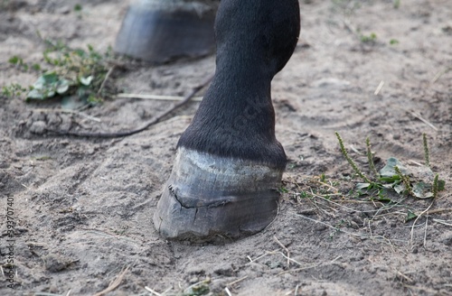 koń damaged hooves