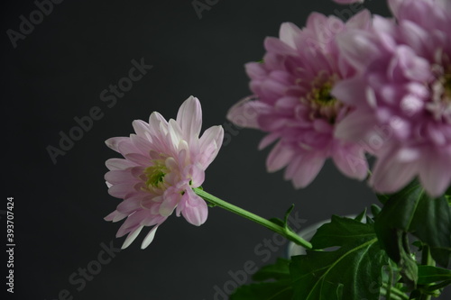 Pink flowers chryzanths on dark bacground tender chryzantemy r    owe i delikatne
