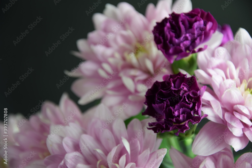 Chrysanthemums and carnations pink and violet flowers for bacground chryzantemy i goździki romantyczne i delikatne tło kwiatowe