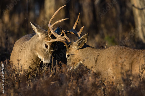 Two determined Whitetail Deer bucks spar during the rut in the Grasslands region of Alberta