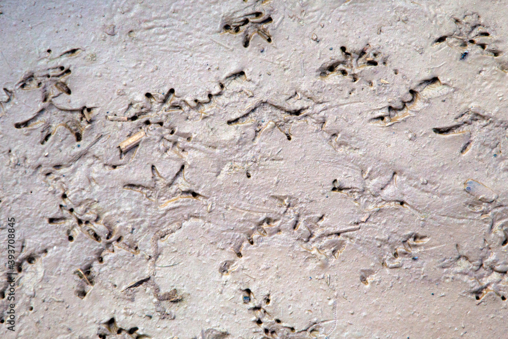 dried and cracked mud with a trail of many birds dried and cracked mud with a trail of many birds