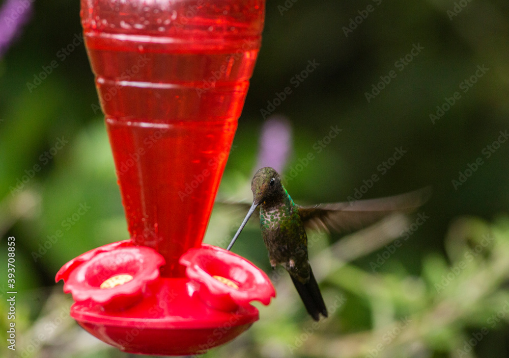 Obraz premium The Booted Racket tail Hummingbird in flight