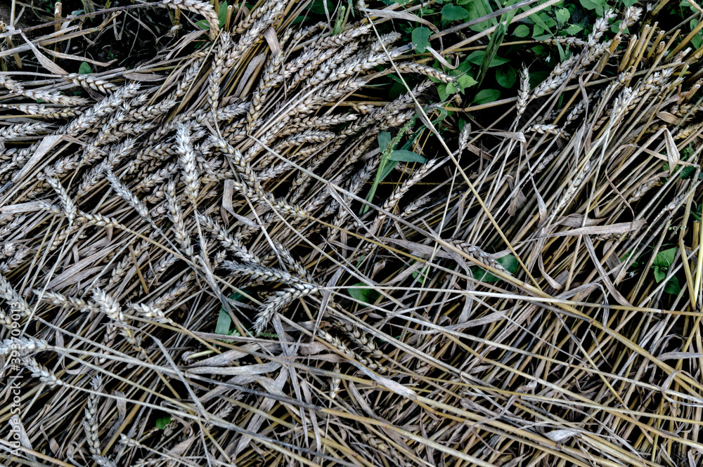 loss of wheat harvest: many ears of ripe grain lie on the ground, rot and mold loss of wheat harvest: many ears of ripe grain lie on the ground, rot and mold