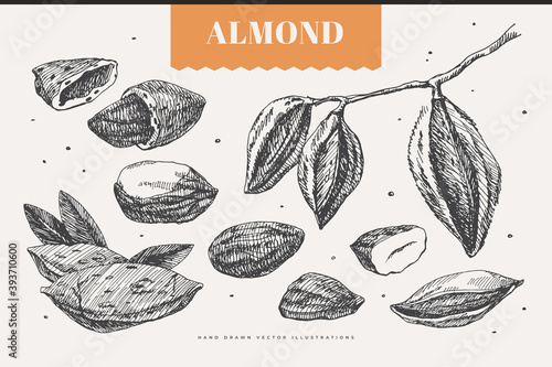 Hand-drawn almonds. Tropical fetus, open and whole. Organic food concept. It can be used as a decoration element for markets, menus, and packaging. Vintage botanical illustrations.