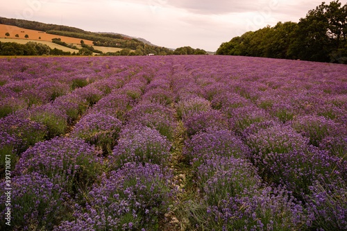 bl  hender Lavendel auf den Lavendelfeldern