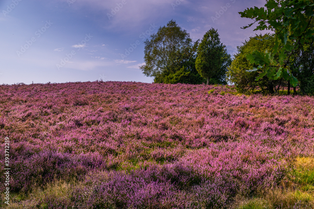 Blühende Heidelandschaft in der Lüneburger Heide Blühende Heidelandschaft in der Lüneburger Heide