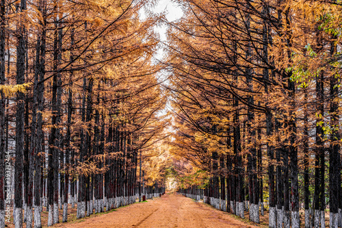 Fototapeta Naklejka Na Ścianę i Meble -  Golden Avenue-Autumn Landscape of Baimu Garden in Changchun, China