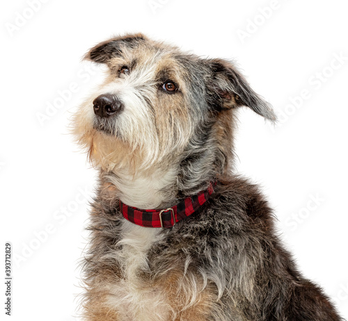 Sheepdog Crossbreed Dog Profile Closeup Extracted