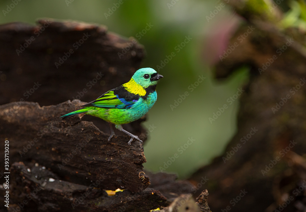 Green-headed Tanager, a pretty bird from the forests of southeast Brazil